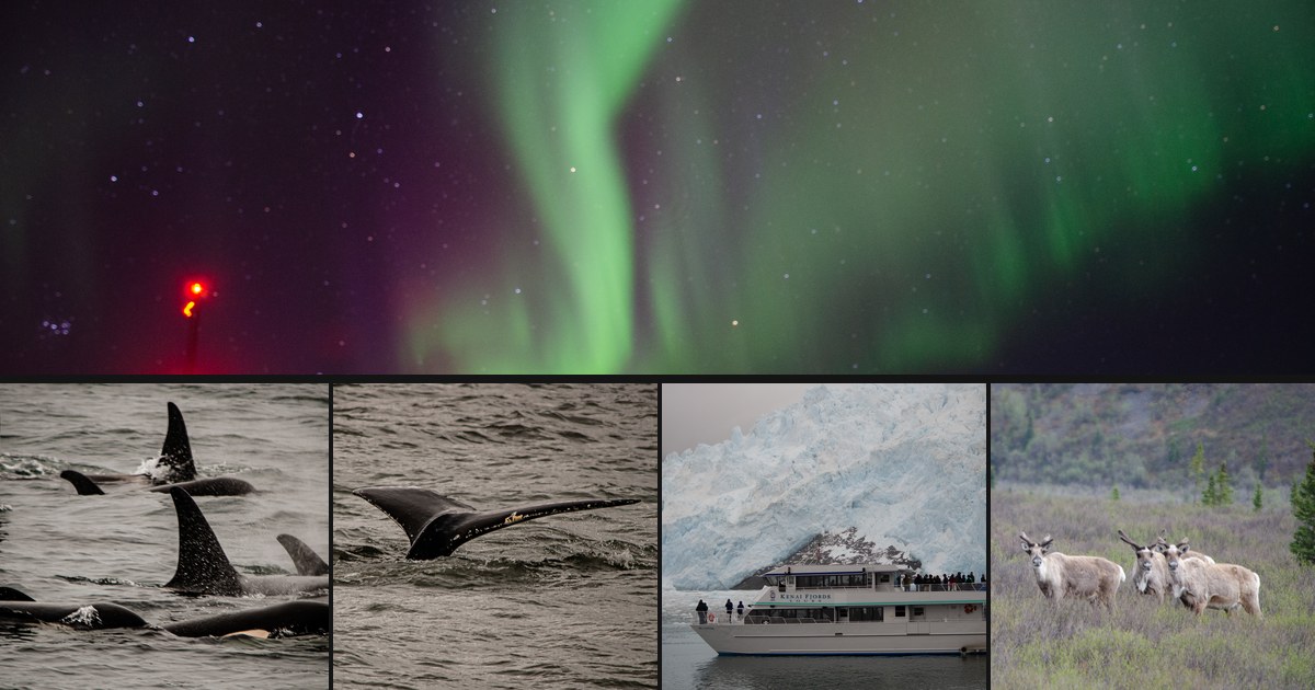 Alaska in Winter: Northern Lights, Whales & Wildlife