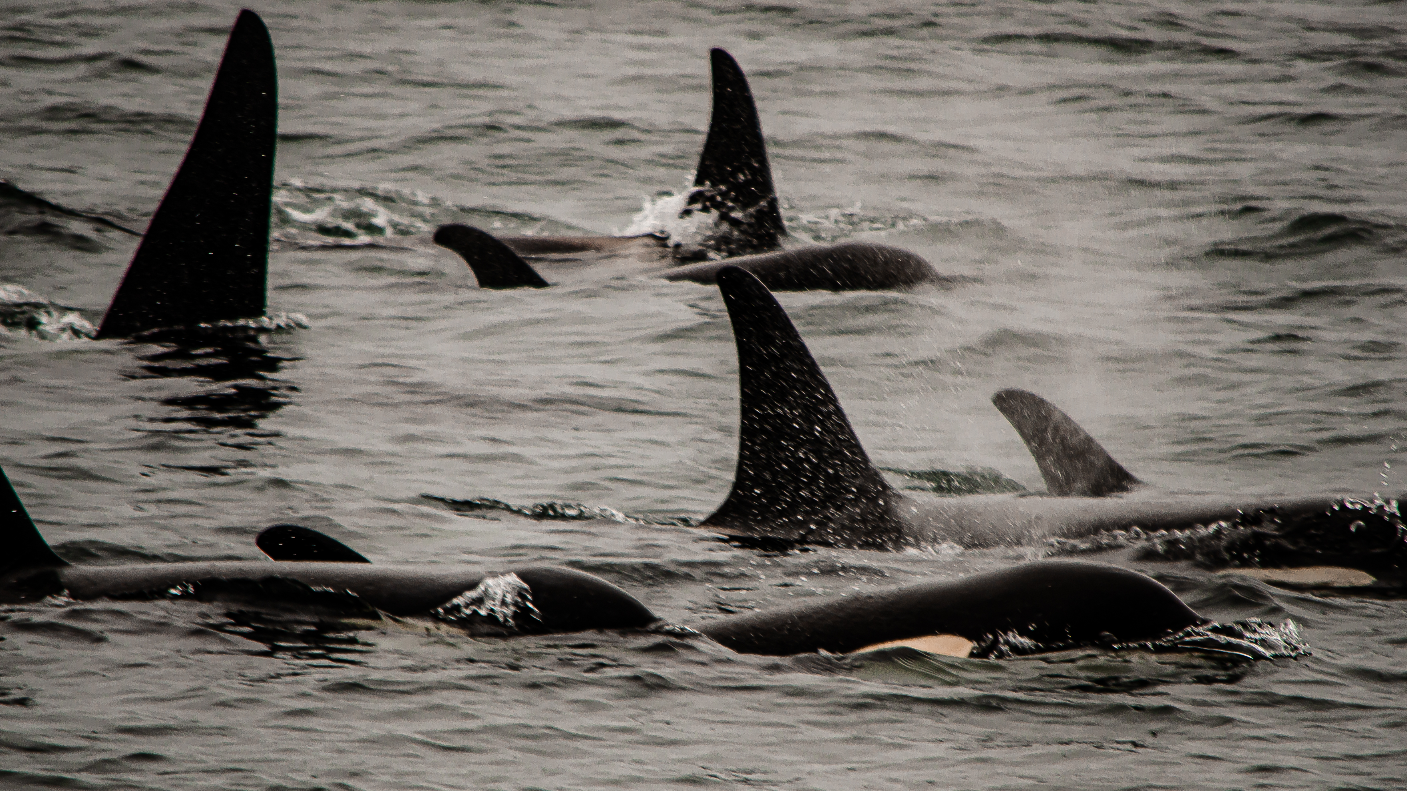 Orca pod off the Kenai coast