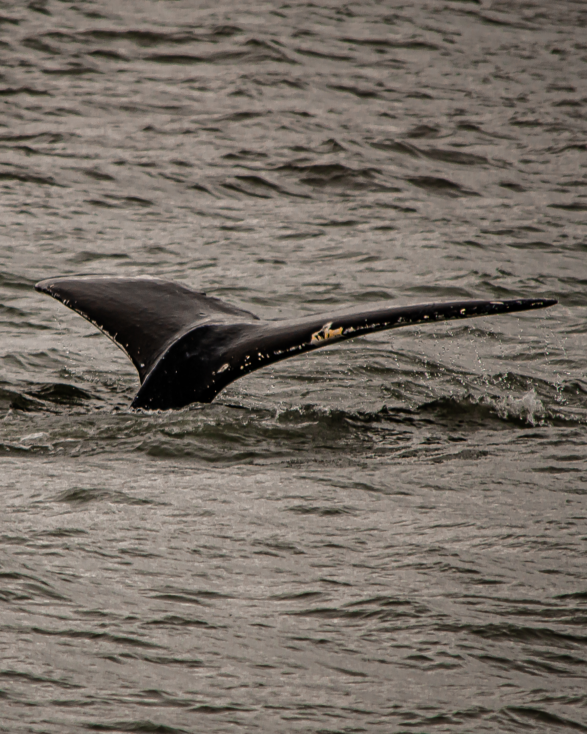 Whale fluke diving off Kenai Fjords